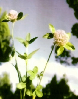 trifolium.jpg